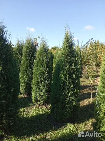 Туя Пирамидальная