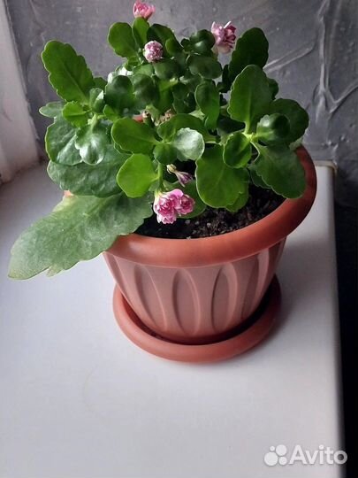 Каланхоэ цветущий