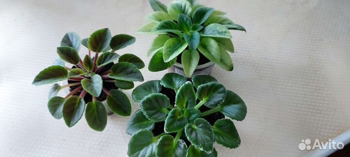 Фиалки сортовые 3шт