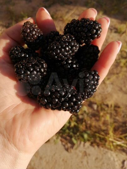 Дача 109,7 м² на участке 4,3 сот.