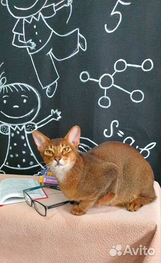 Кот Чемпион