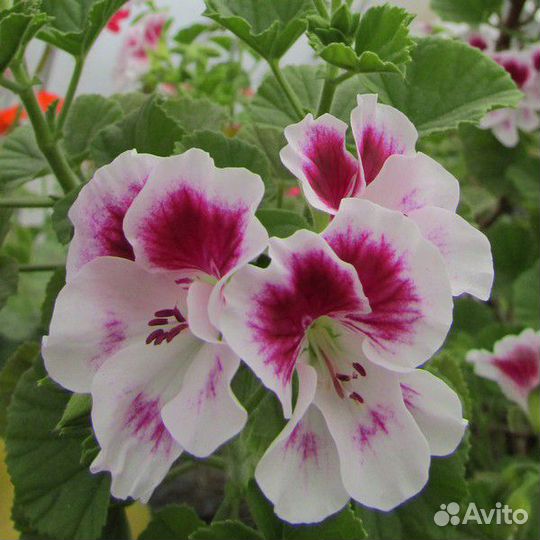 Королевская пеларгония и др доставка