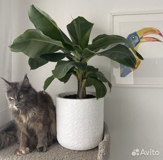 Карликовый банан