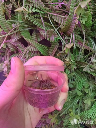 Паук птицеед