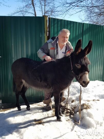 Ослица Айка