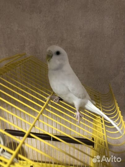 Волнистый попугай с клеткой