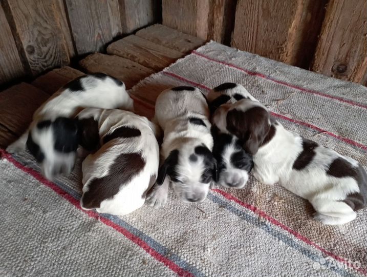 Русский охотничий спаниель