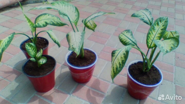 Комнатные цветы