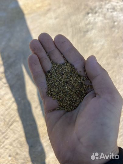 Семена люцерны