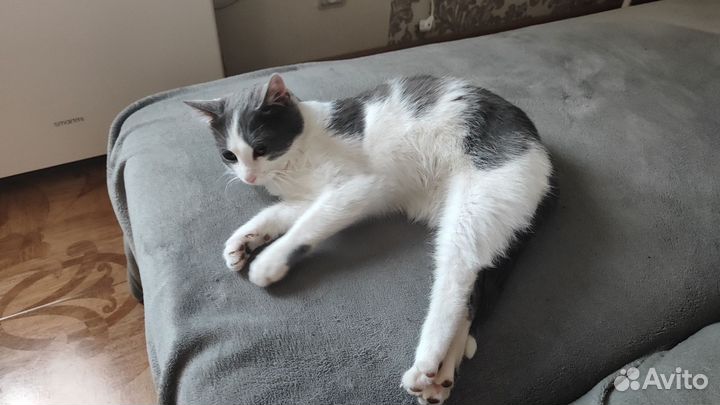 Котик в добрые руки