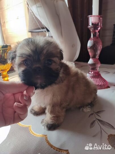 Мальтипу мини мальчики