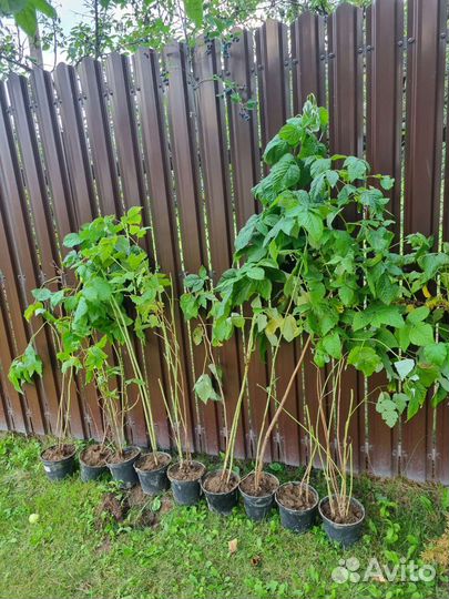 Рассада малины