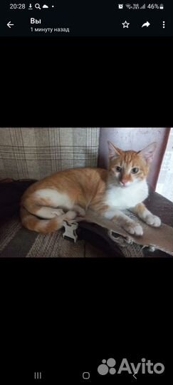 Котик в добрые руки