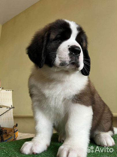 Щенки сенбернара