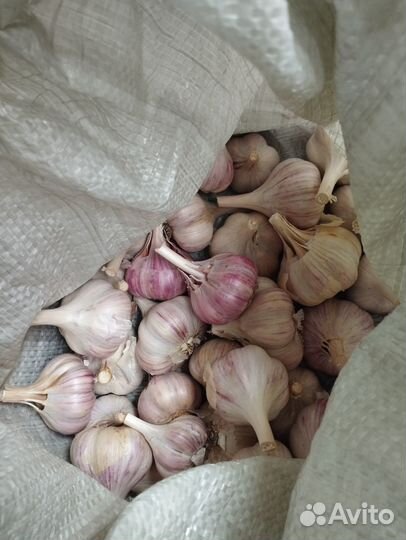 Чеснок (со своего огорода), чеснок на посадку