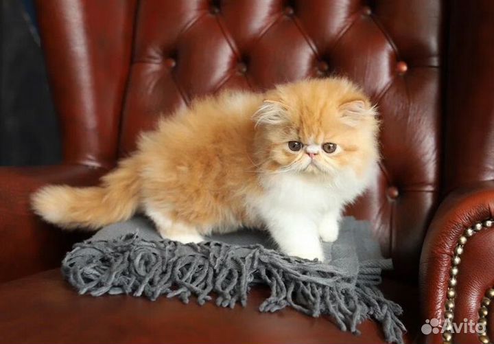 Персидские котята
