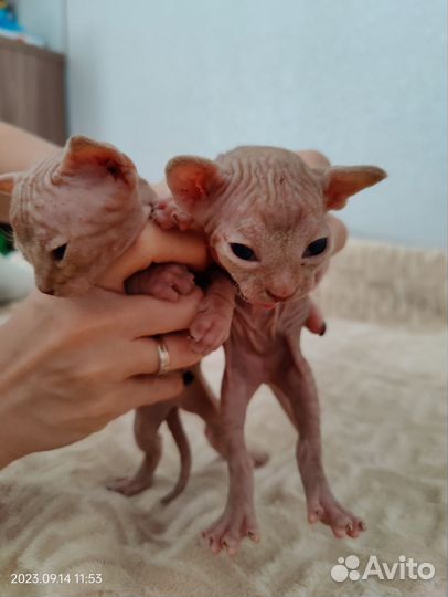 Канадский сфинкс