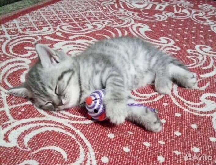 Котята-метисы