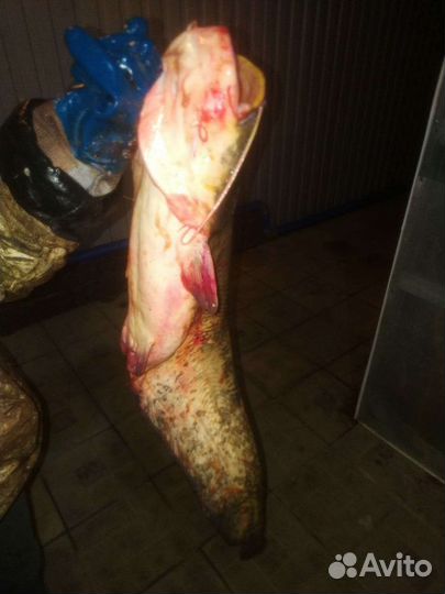 Свежая рыба сом