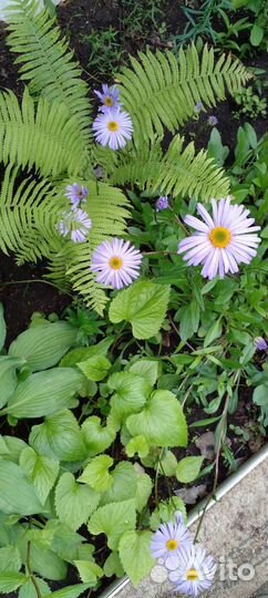 Цветы комнатные и садовые