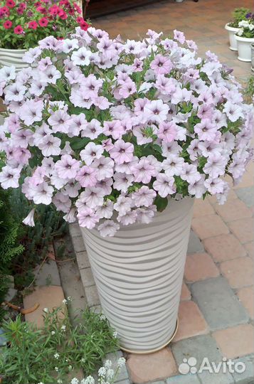 Петуния Тайдал Silver42л, а Тайдал Сherry и Red20л