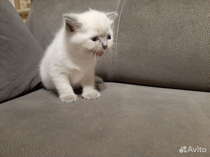 Британские котята