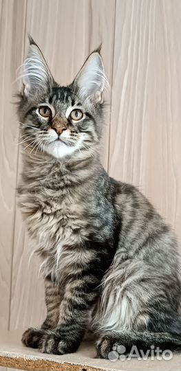 Мейн куны с документами