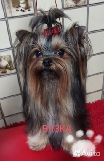 Йоркширский терьер Вязка