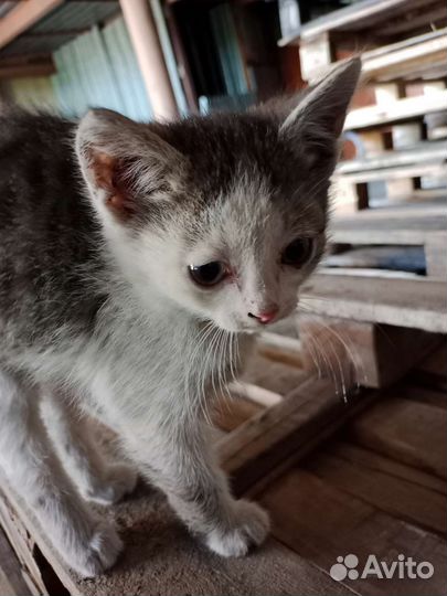 Кошка в дар