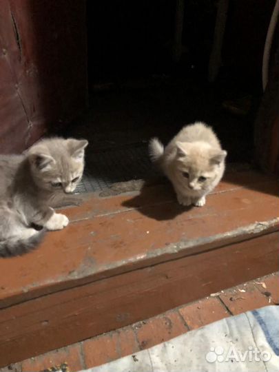 Котята в добрые руки