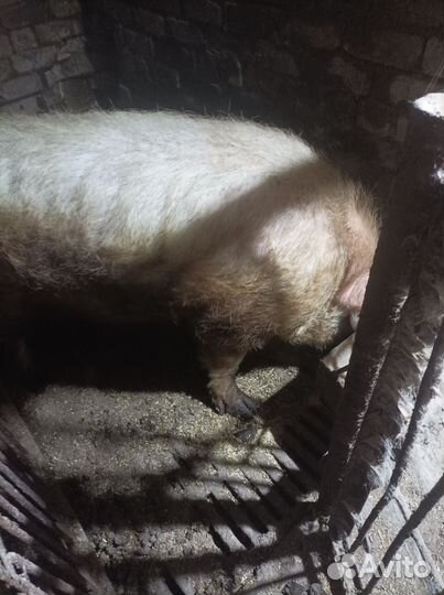 Домашние животные