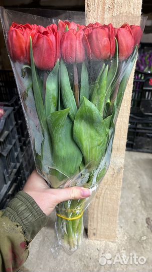 Тюльпаны без луковиц