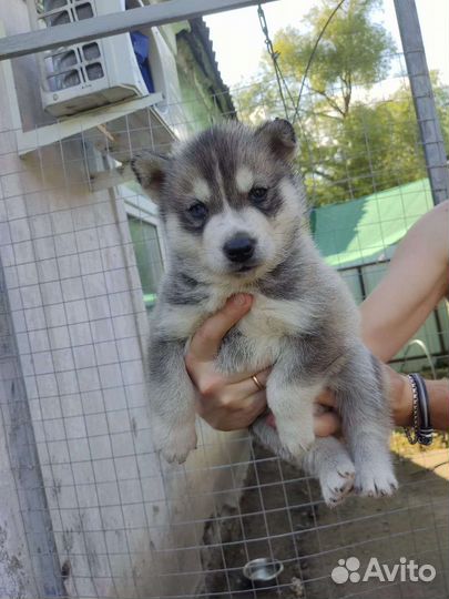 Сибирский хаски