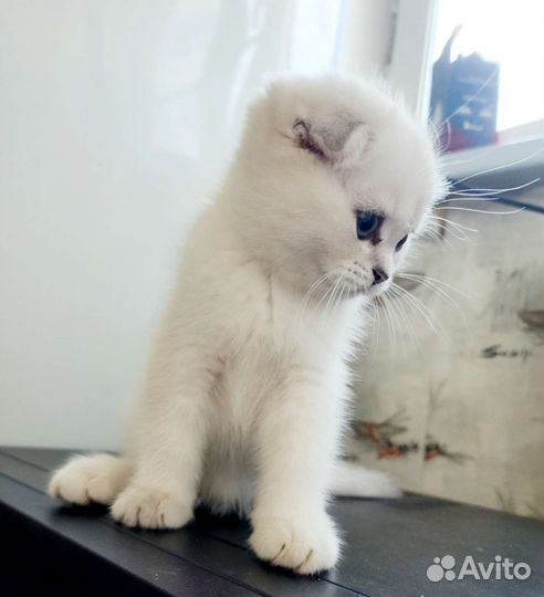 Кошки шотландцы