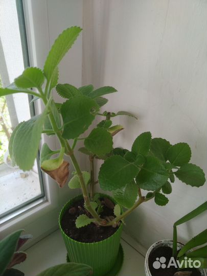 Комнатная мята