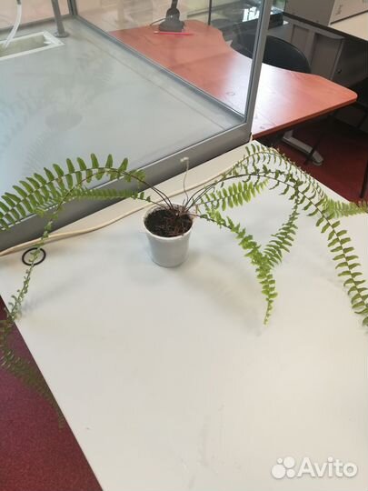 Папоротник нефролепис