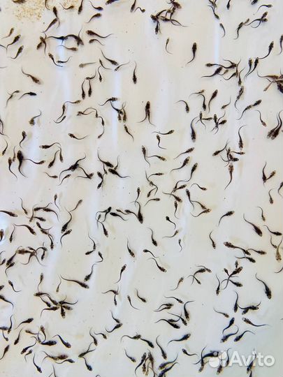 Малёк, живая рыба