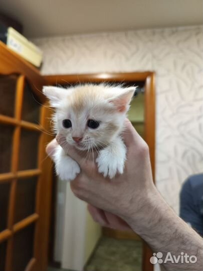 Шотландский метис
