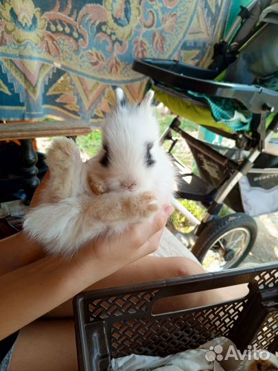 Декоративные кролики