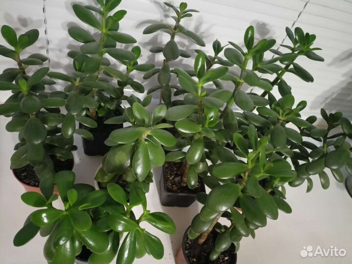 Суккуленты: хавортия, алоэ вера, толстянка