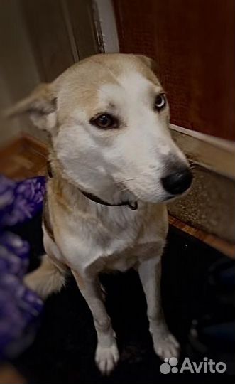 В самые добрые руки