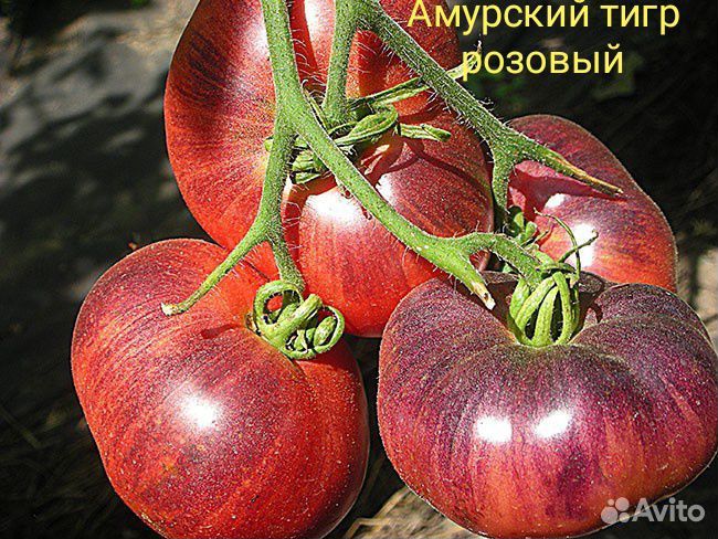 Семена томатов экзотов