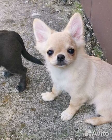 Щенки чихуахуа