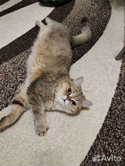 Золотая шиншилла