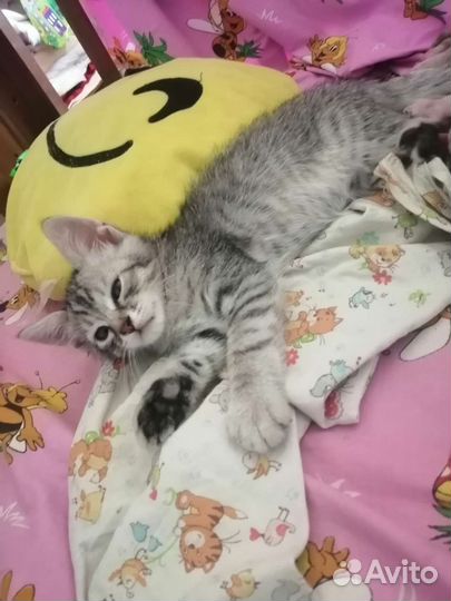 Котенок
