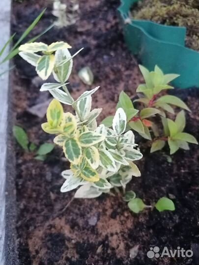 Астра многолетняя,Лапчатка чай, Астранция,изгородь