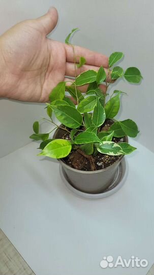 Фикус бенджамина