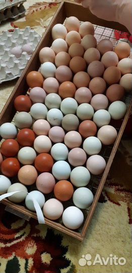 Инкубационное яйцо кур несушек