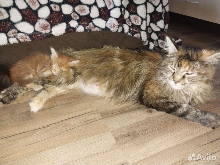 Котята мейн-кун