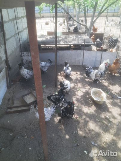 Яйца индоутки, и курей павловское серебро